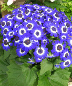 Planta Cineraria M/12