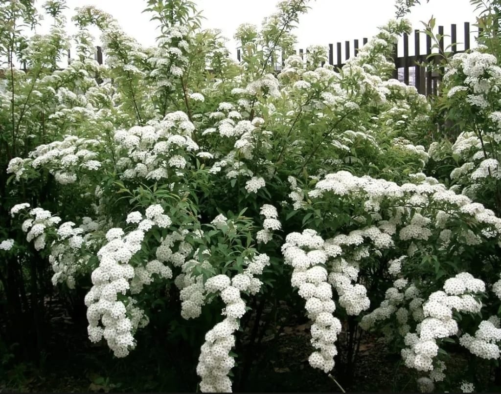 Planta Corona De Novia Chica