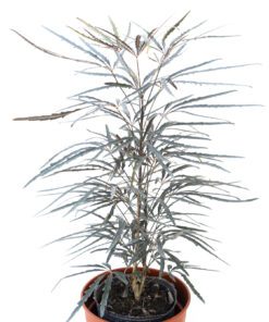 Planta Aralia Elegantisima 3 Lts.