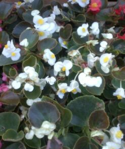 Planta Flor De Azucar Simple M/12