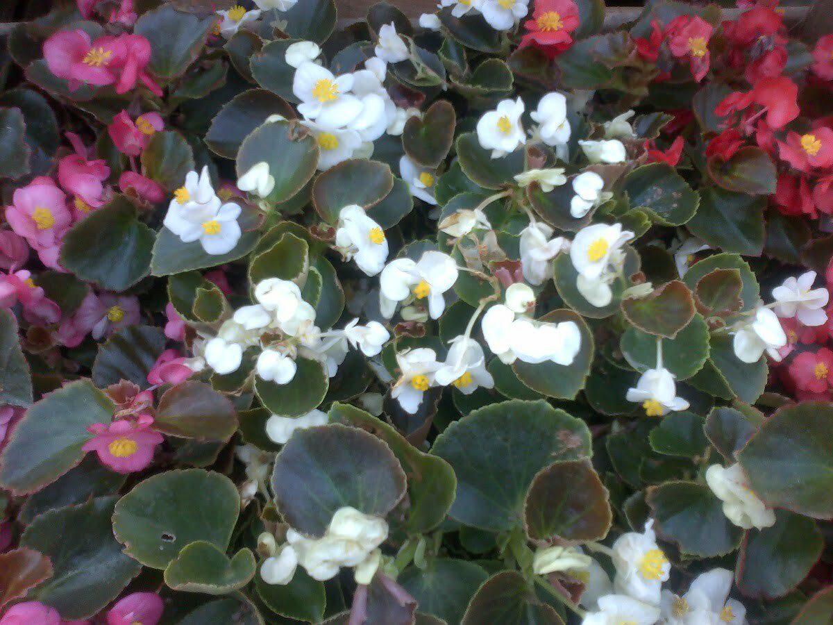 Planta Flor De Azucar Simple M/12