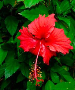 Planta Rosa China 3 Lts.