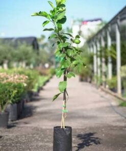 Planta Limon 4 Estaciones