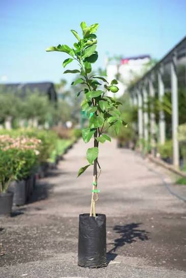 Planta Limon 4 Estaciones