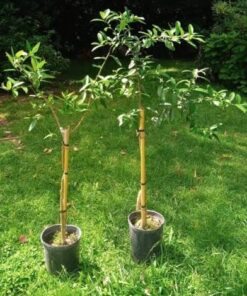 Planta Limon Sutil