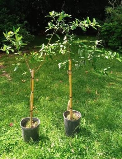 Planta Limon Sutil