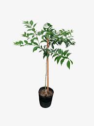 Planta Mandarina