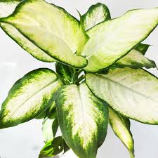 Planta Mariana M/15