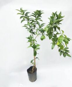 Planta Naranja