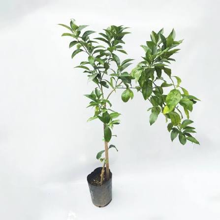 Planta Naranja