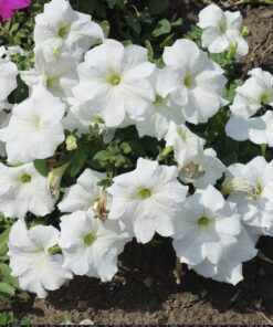 Planta Petunia Blanca 3 Lts.