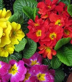 Planta Primavera M/10