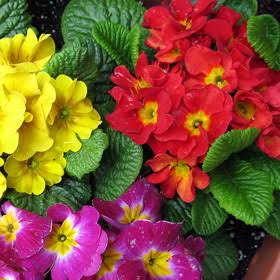Planta Primavera M/10