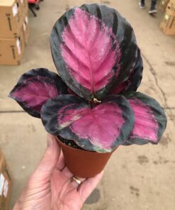 Planta Calathea Purple