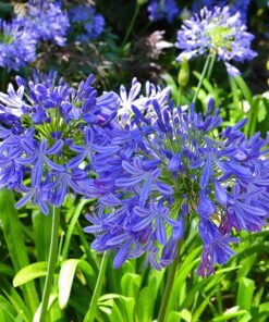 Planta Agapanthus Azul 3 Lts.