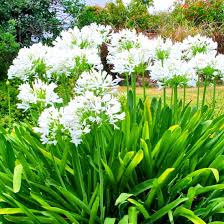 Planta Agapanthus Enano Blanco 3 Lts.