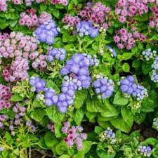 Planta Ageratun M/12