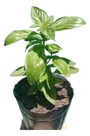 Planta Albahaca M/10