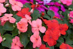 Planta Alegria Del Hogar M/10