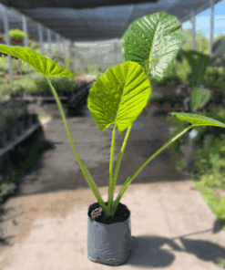 Planta Alocacia 3 Lts.