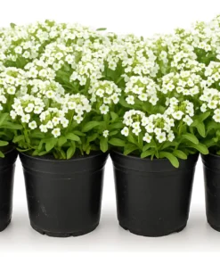 Planta Alyssum M/12