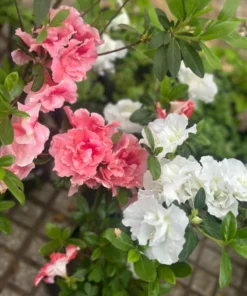 Planta Azalea M/12