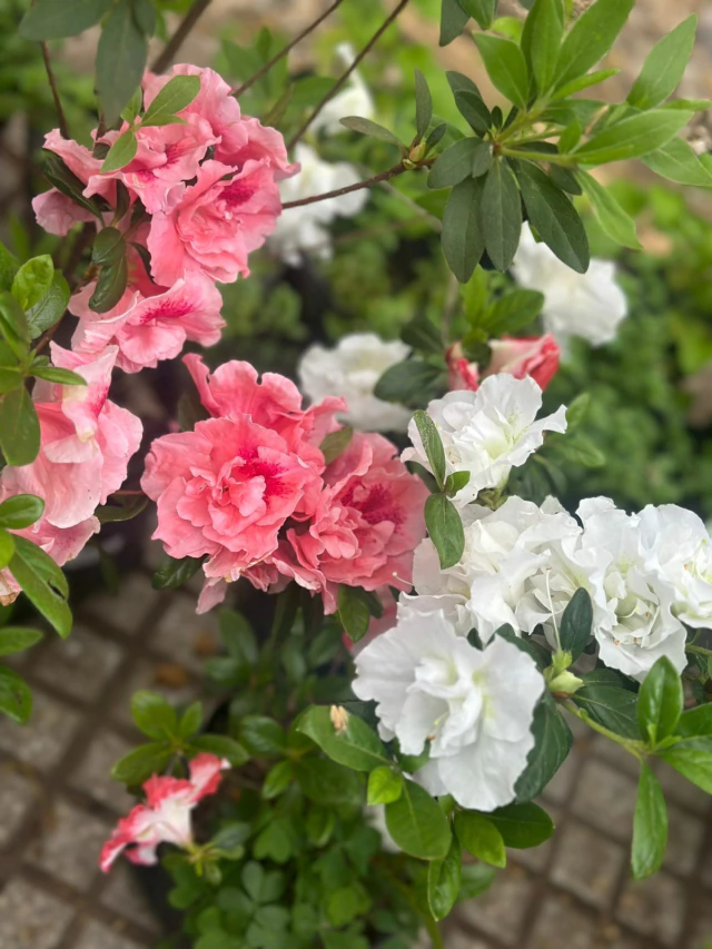 Planta Azalea M/12