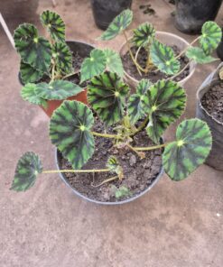 Planta Begonia Rex Mini M/12