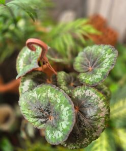 Planta Begonia Rex Bols 18