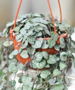 Planta Rosario Cedum De Corazones