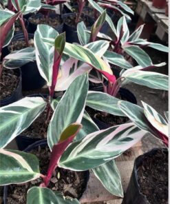 Planta Calathea Stromante