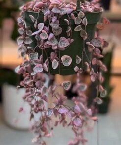 Planta Rosario Cedum De Corazones Variegado