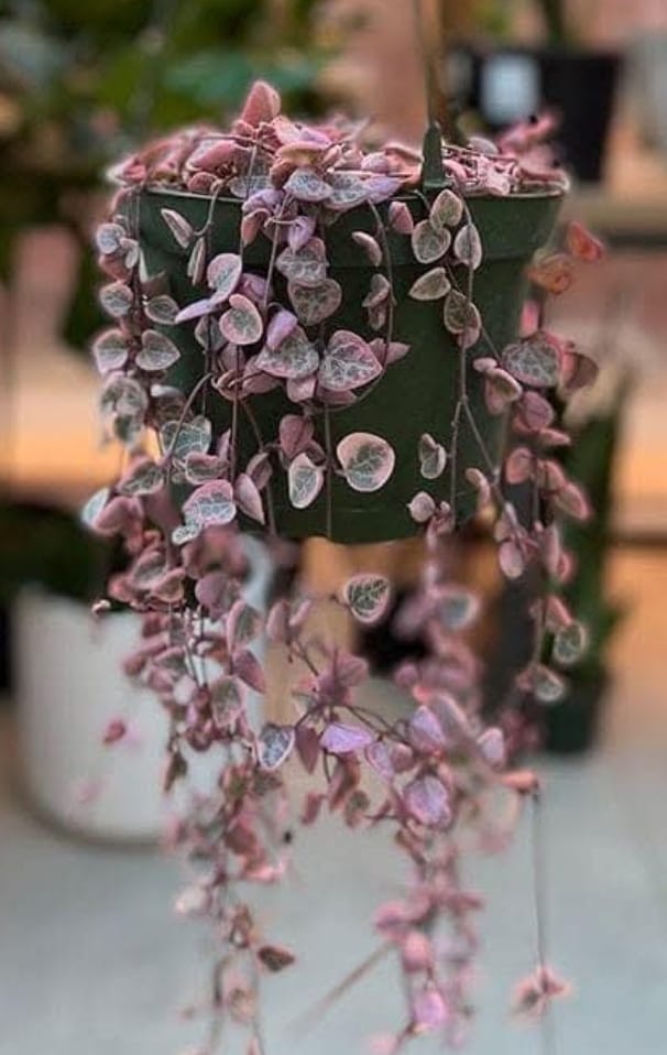 Planta Rosario Cedum De Corazones Variegado