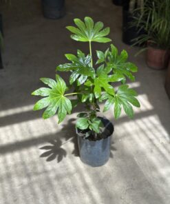 Planta Aralia Cibordi 3 Lts.