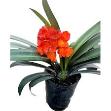 Planta Clivia Grande