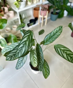 Planta Calathea Compacta M/15