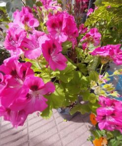 Alternative view of Planta Diplademia