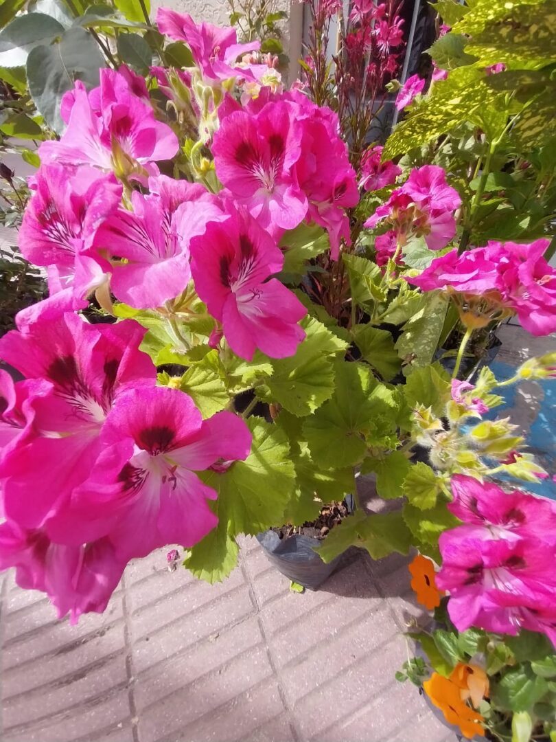 Planta Diplademia - Imagen 2