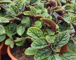 Planta Dolar Negro M/12