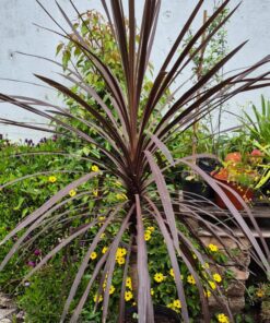 Planta Dracena Rubra Cordilyne 15 lts. (Parque)