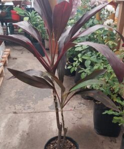 Planta Dracena Rubra 3 Lts.