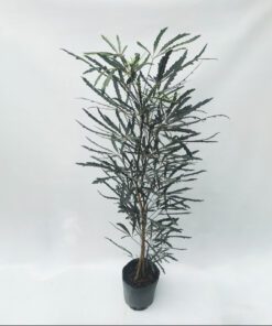 Planta Aralia Elegantisima 7 Lts.