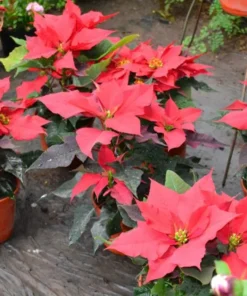 Planta Estrella Federal M/15