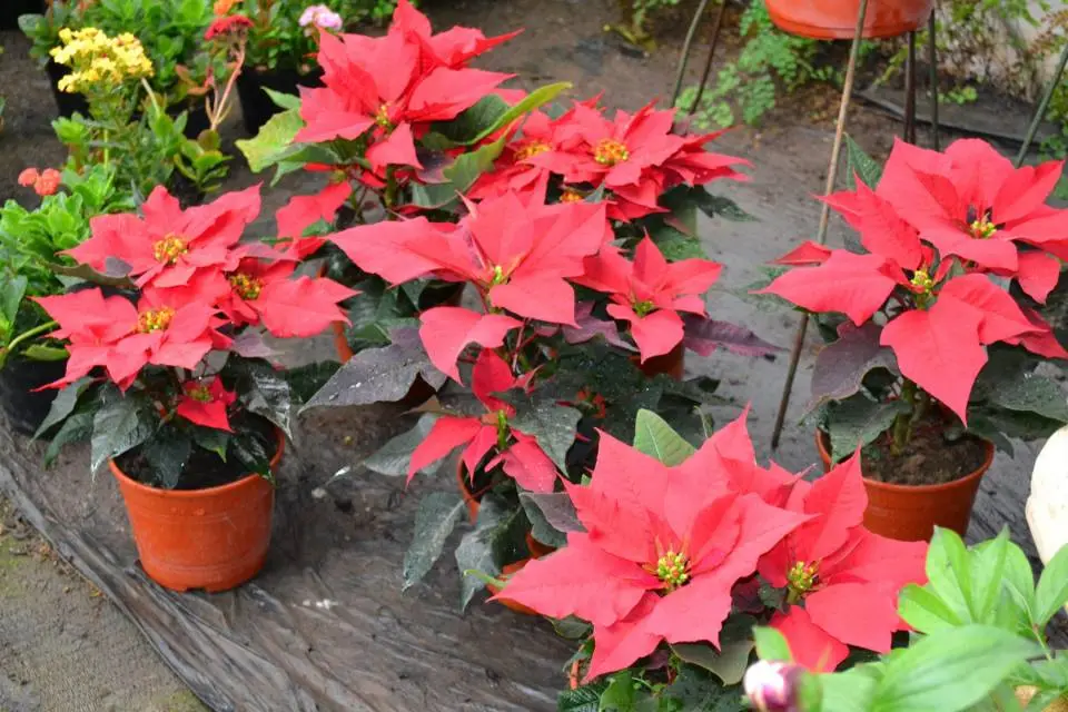 Planta Estrella Federal M/15