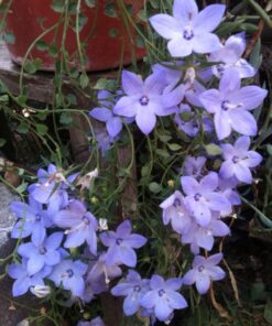 Planta Estrellita De Belen M/12