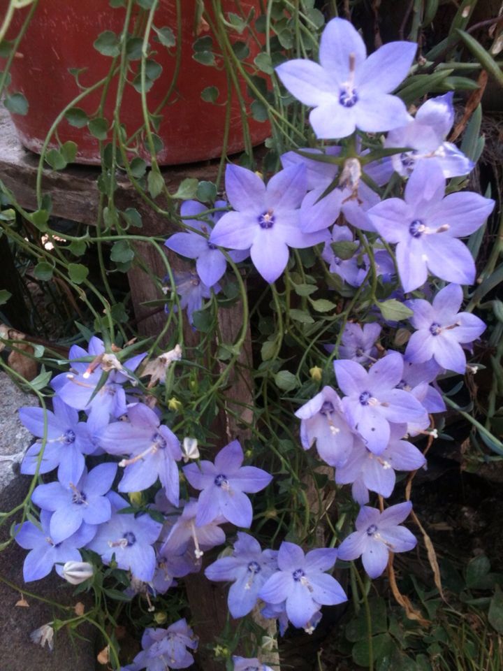 Planta Estrellita De Belen M/12