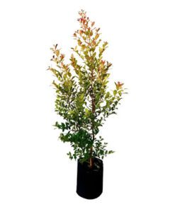 Planta Eugenia 3 Lts.