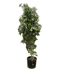 Planta Ficus Benjamin 15 Lts.