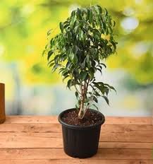 Planta Ficus Benjamin 10 Lts.