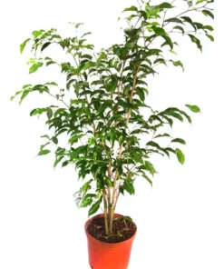 Planta Ficus Benjamin 3 Lts.